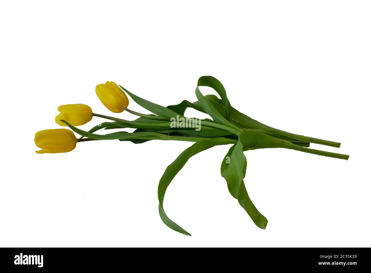 Tulip flower on a white background, isolate, cu Stock Photo