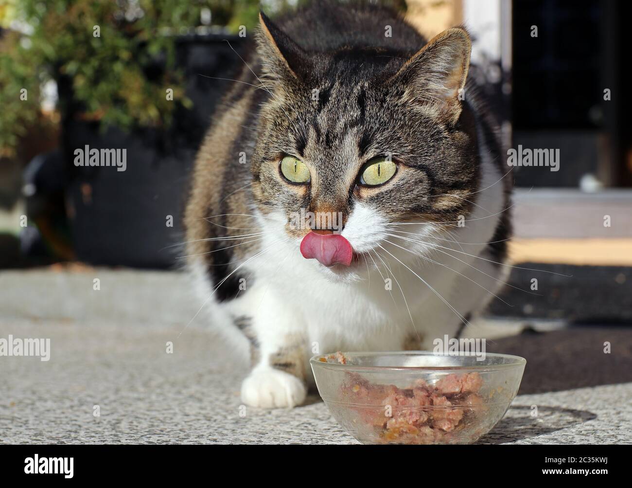 Healthy food for a small cute cat. A cat is happy about cat food Stock
