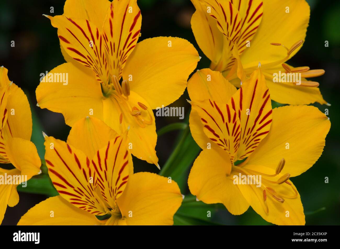 Flowers of Peruvian lily Alstroemeria aurea. Conguillio National Park. Araucania Region. Chile. Stock Photo