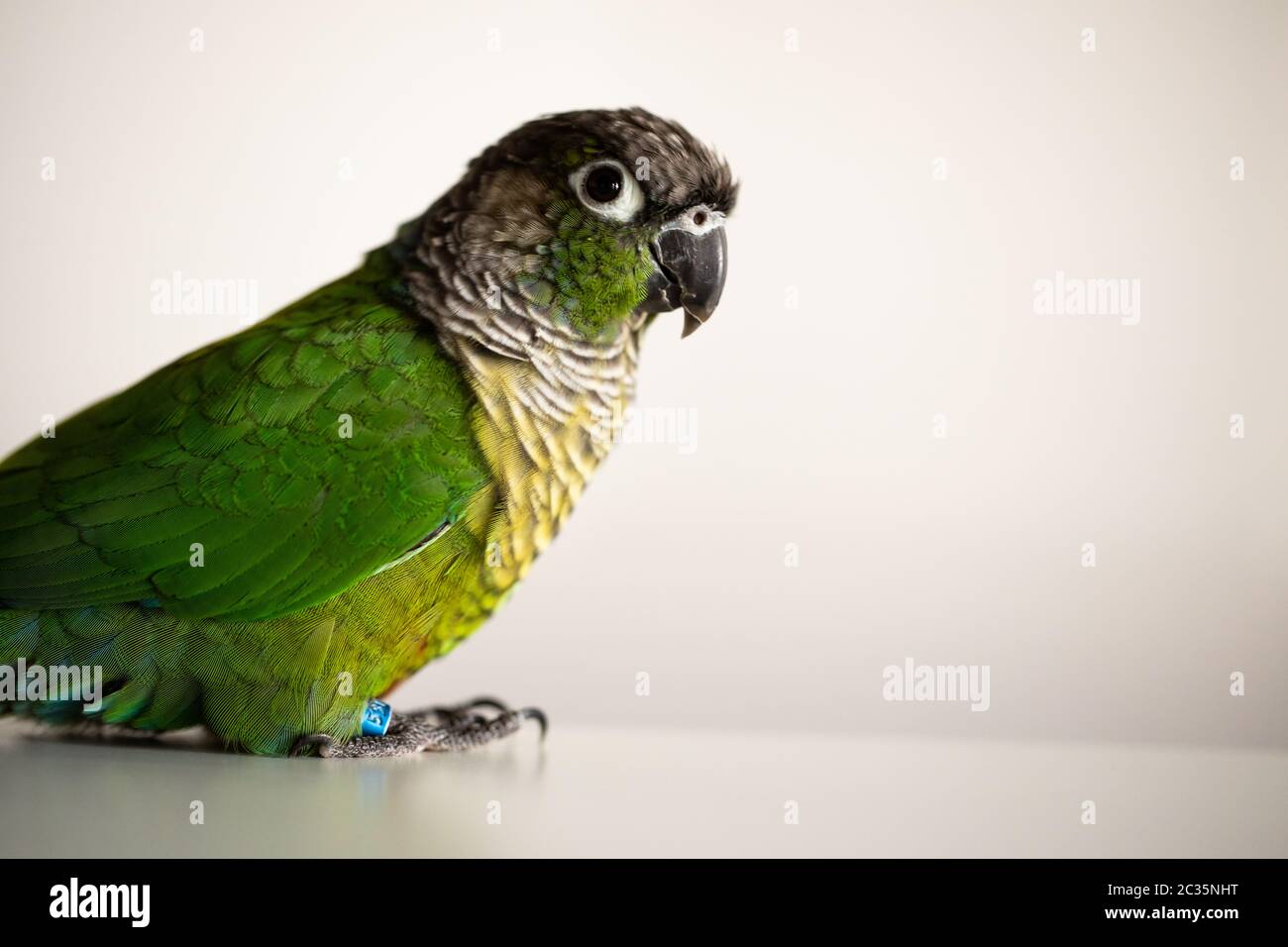 captive Green Cheek Conure with a blue leg ring(Pyrrhura molinae Stock