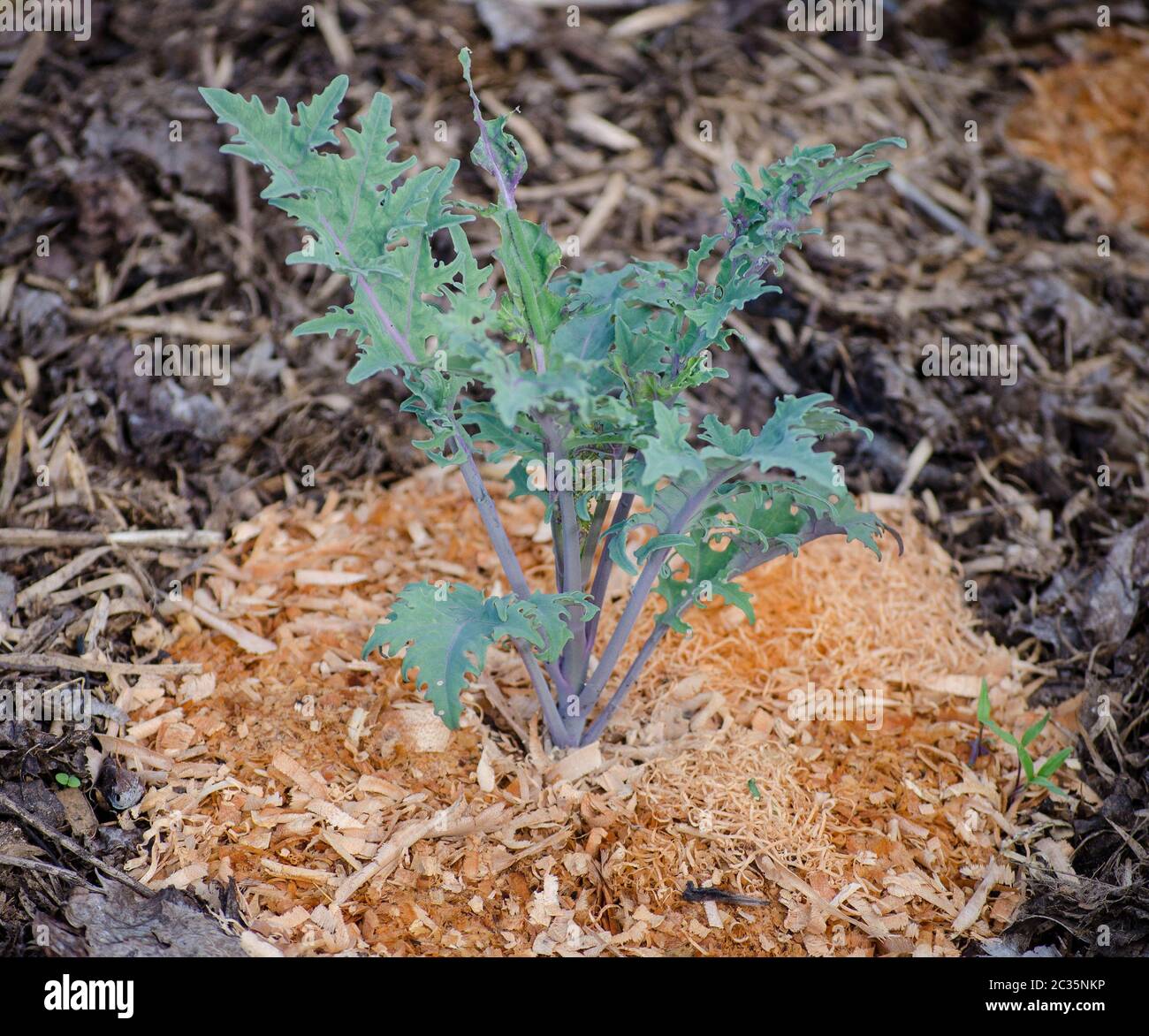 A young kale plant in a mulched garden bed. Stock Photo