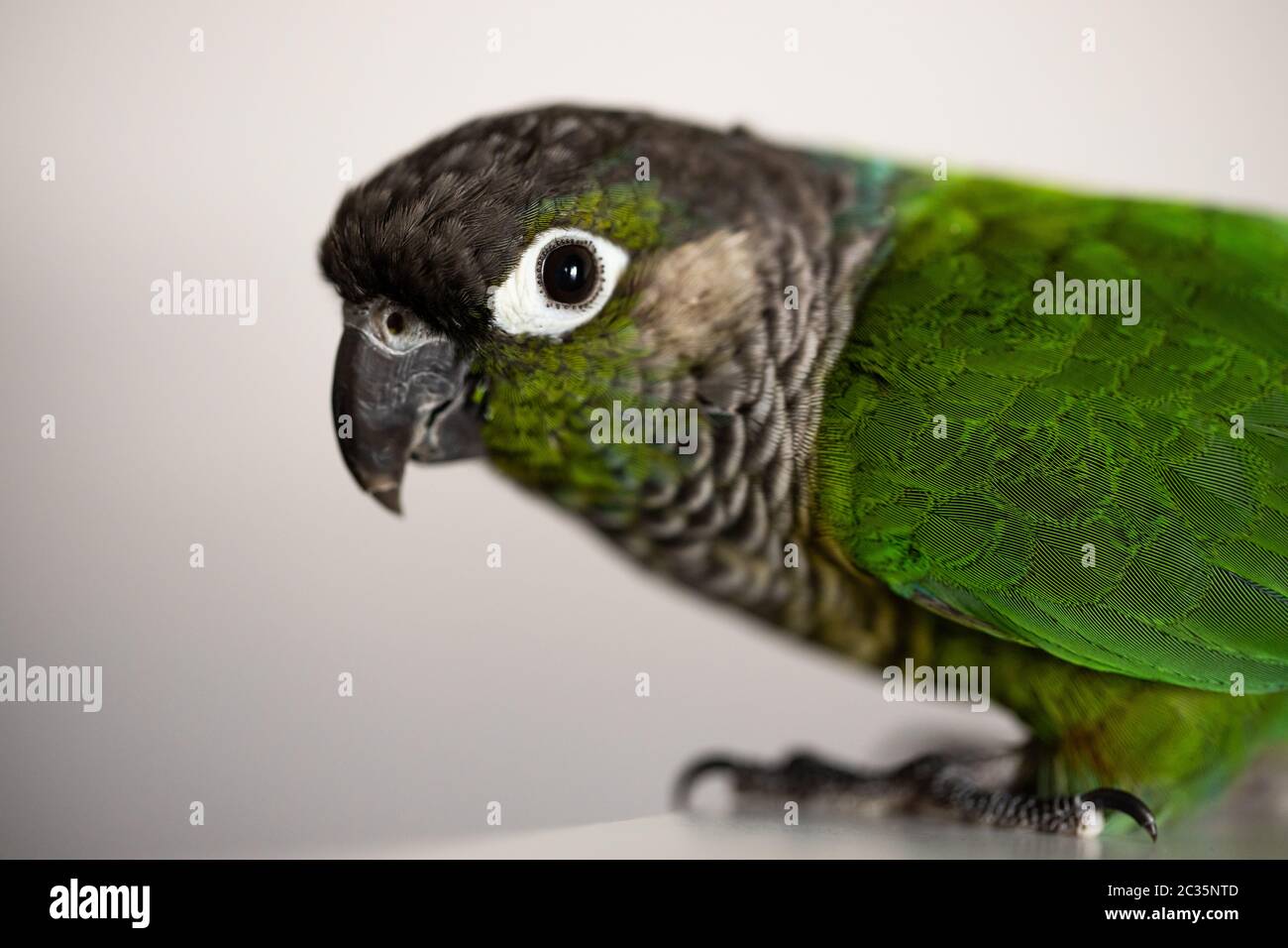 captive Green Cheek Conure with a blue leg ring(Pyrrhura molinae) Stock Photo