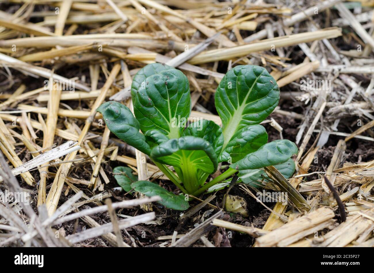 A young tatsoi plant matures in a mulched spring garden Stock Photo