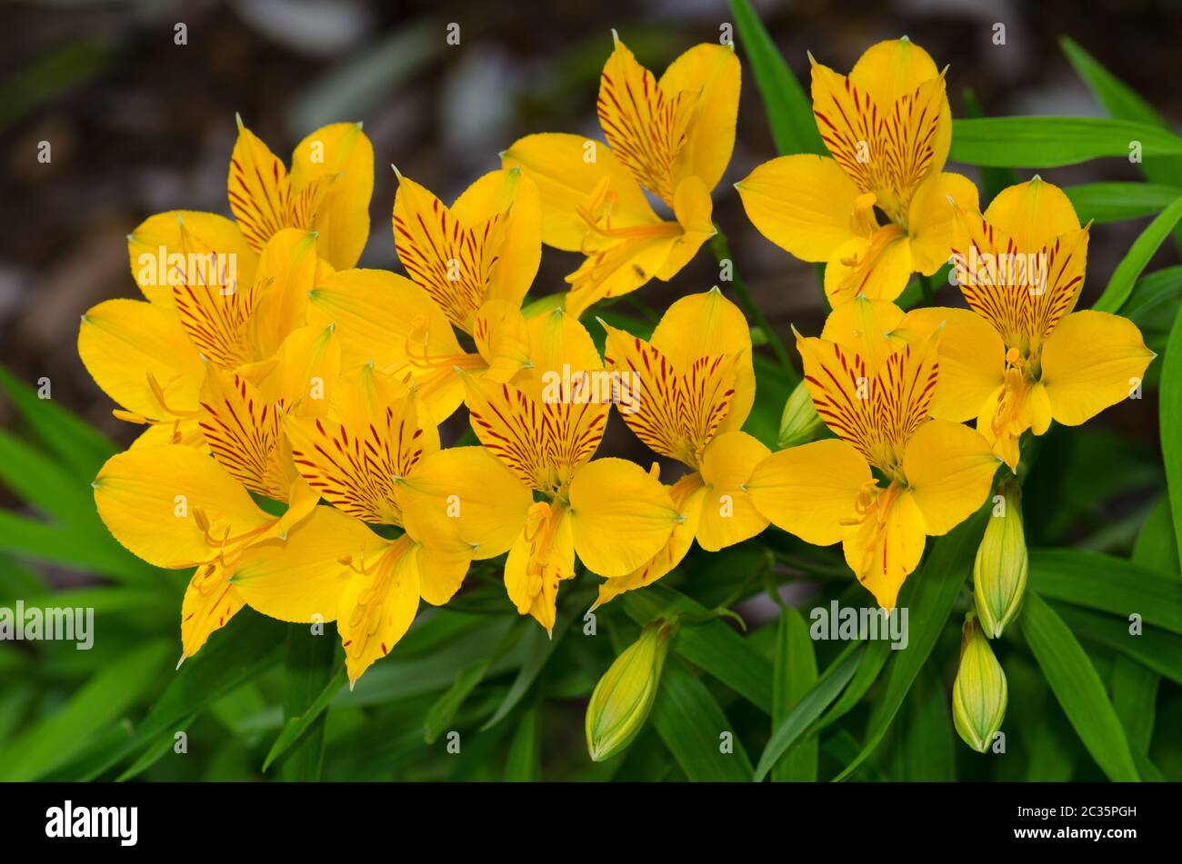 Flowers of Peruvian lily Alstroemeria aurea. Conguillio National Park. Araucania Region. Chile. Stock Photo