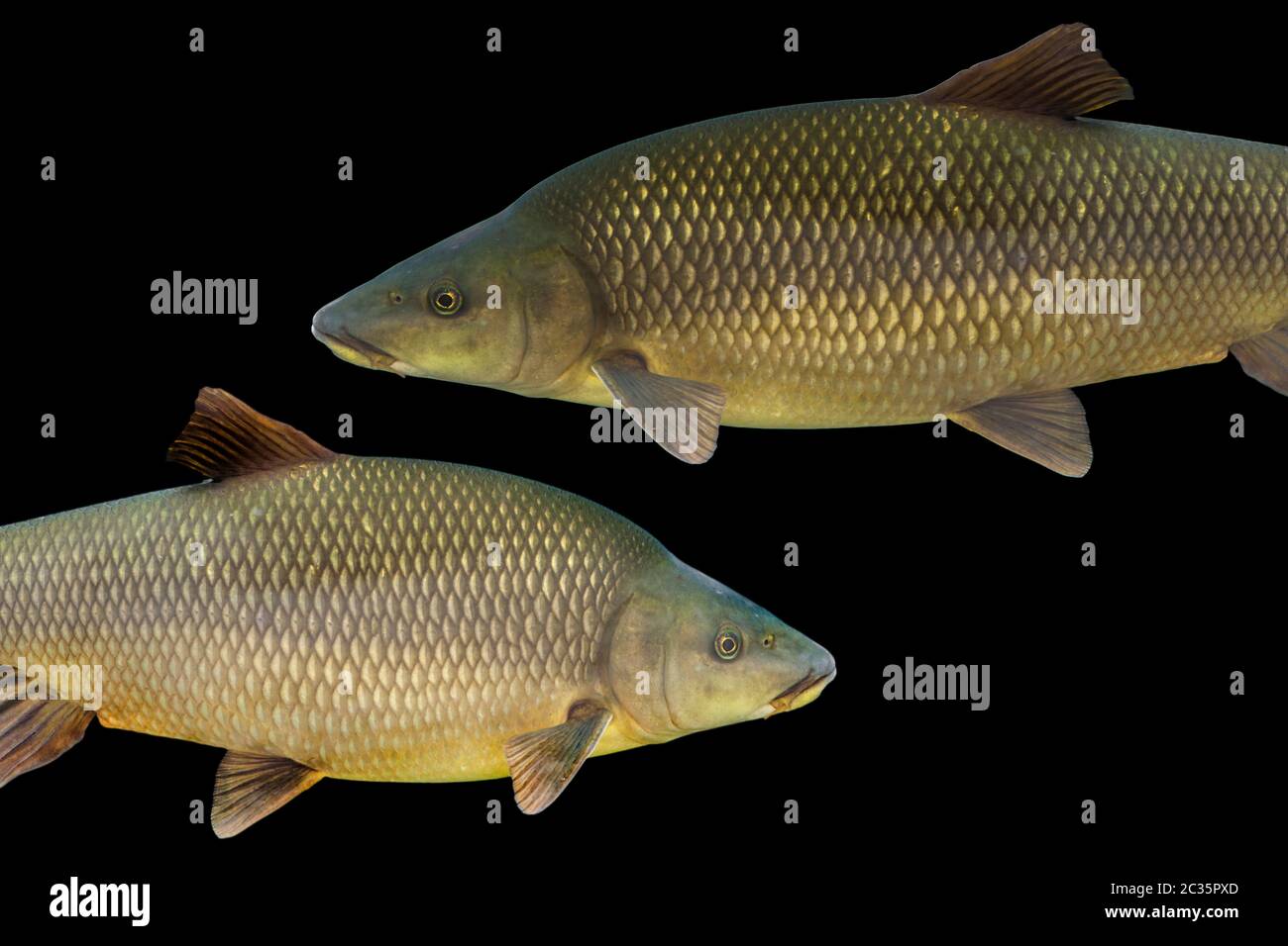 Common barbel, Barbus barbus, is a species of freshwater fish, abundant in Guadiana River, Spain Stock Photo