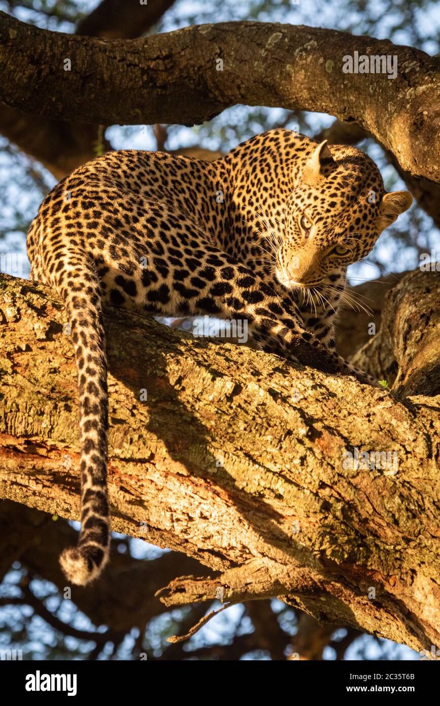 Leopard sits on branch twisting head down Stock Photo
