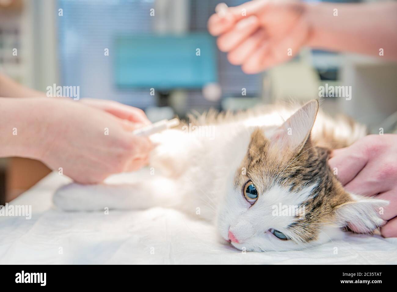performing an injection to a cat at a vet clinic. Stock Photo