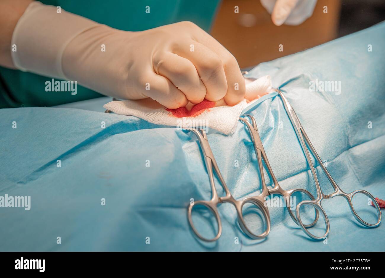 tissue removal during abdominal surgery at vet clinic. Stock Photo