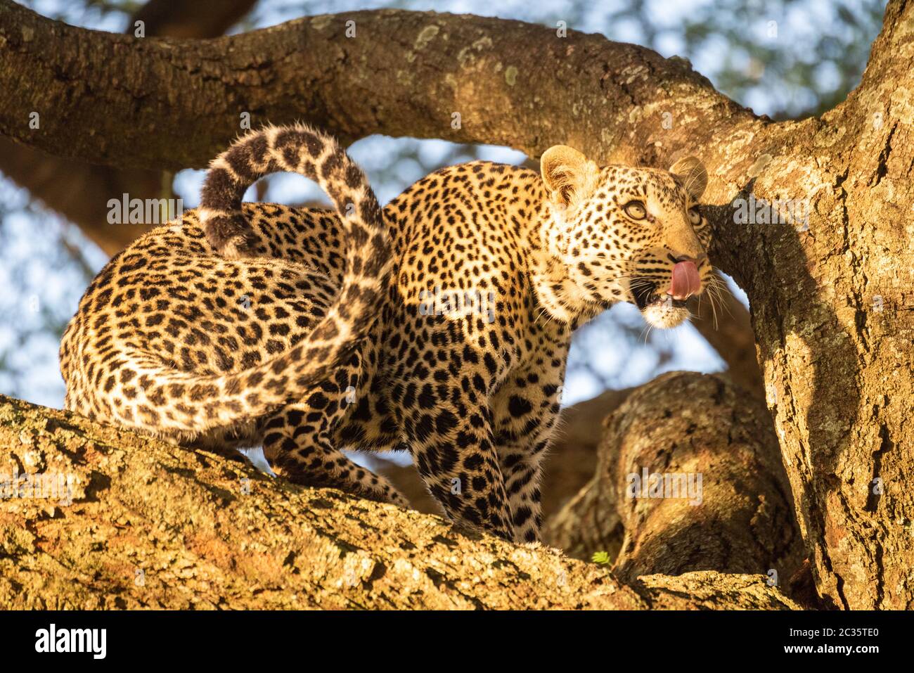 Leopard sits on thick branch licking lips Stock Photo