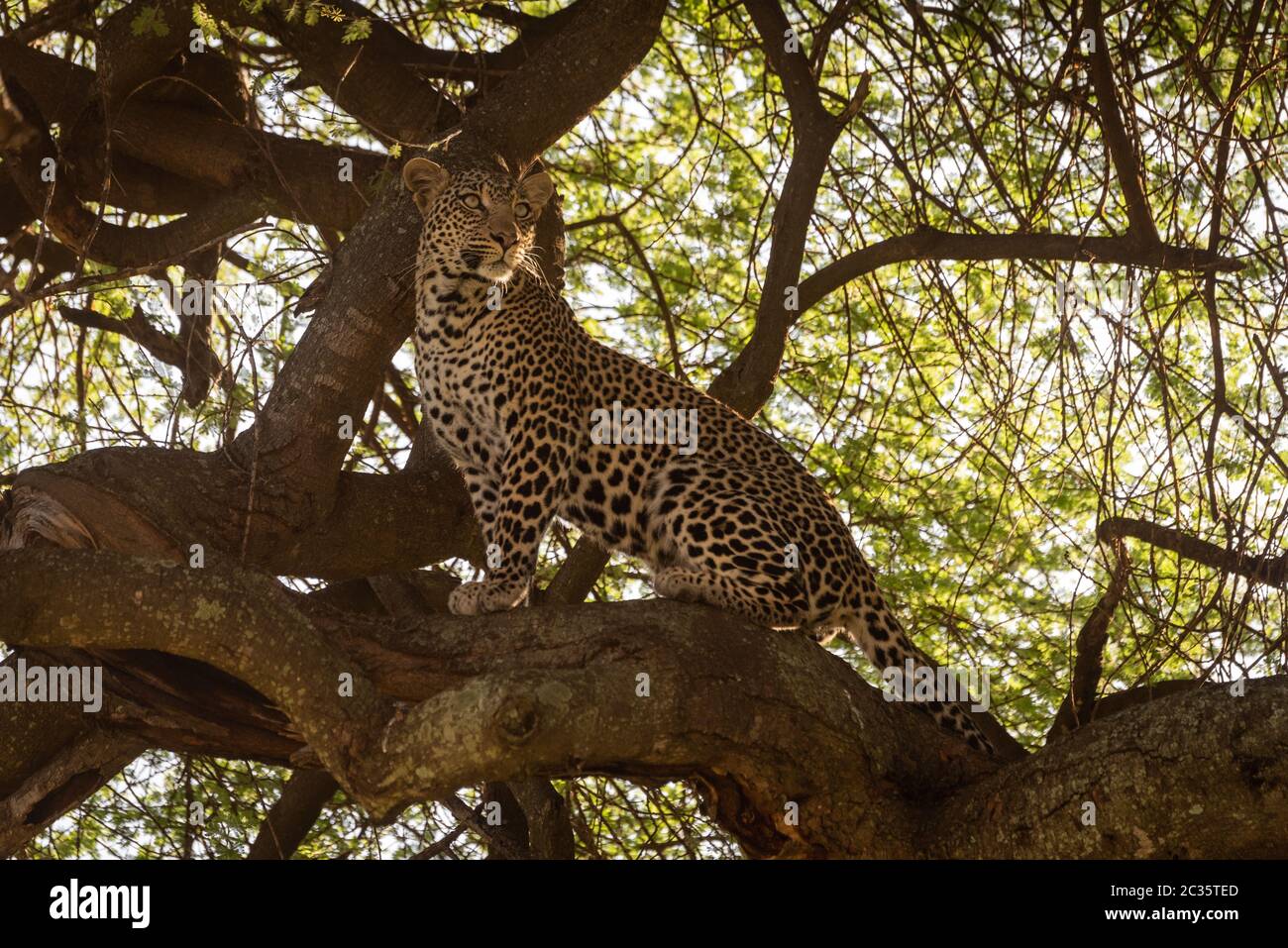 Leopard sits on thick branch looking right Stock Photo