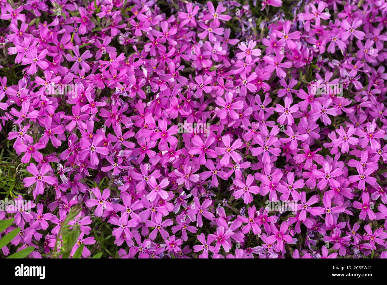 Aubrieta cultorum - pink or purple small flowers Stock Photo