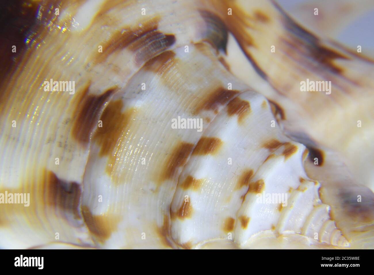Macro Shell Inlay Texture Sea shell macro view texture, shallow DOF Stock Photo - Alamy