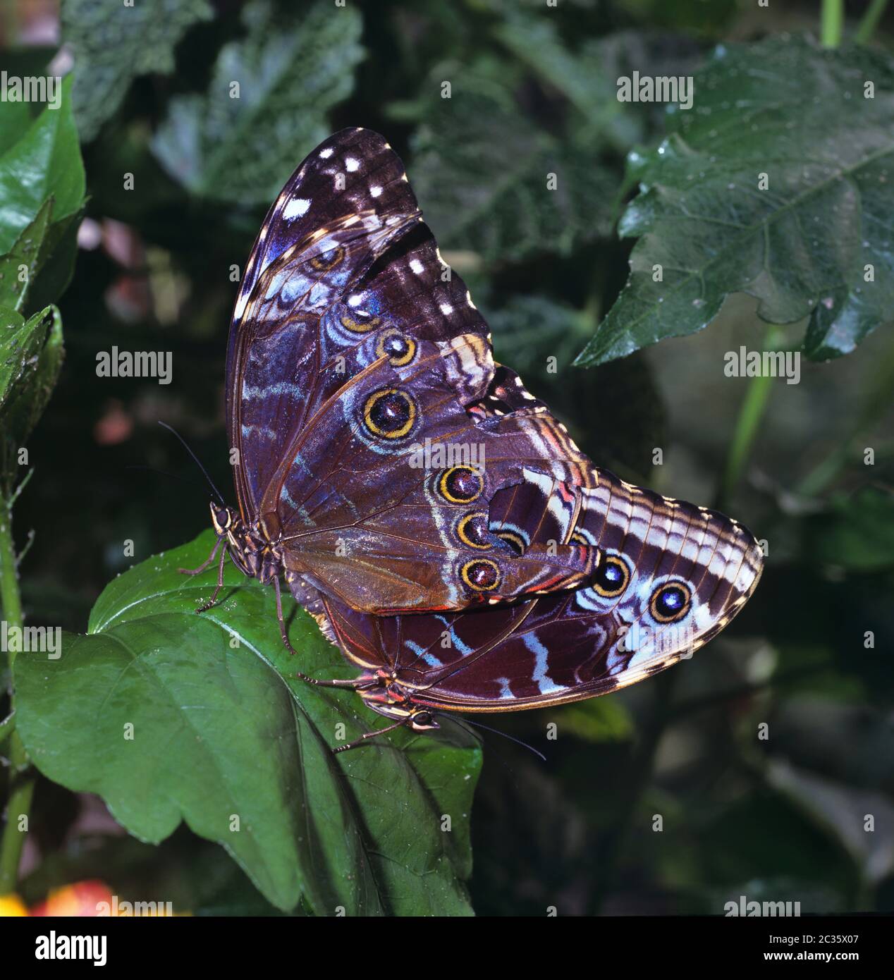 Morpho butterflies mating, Morpho peleides Stock Photo