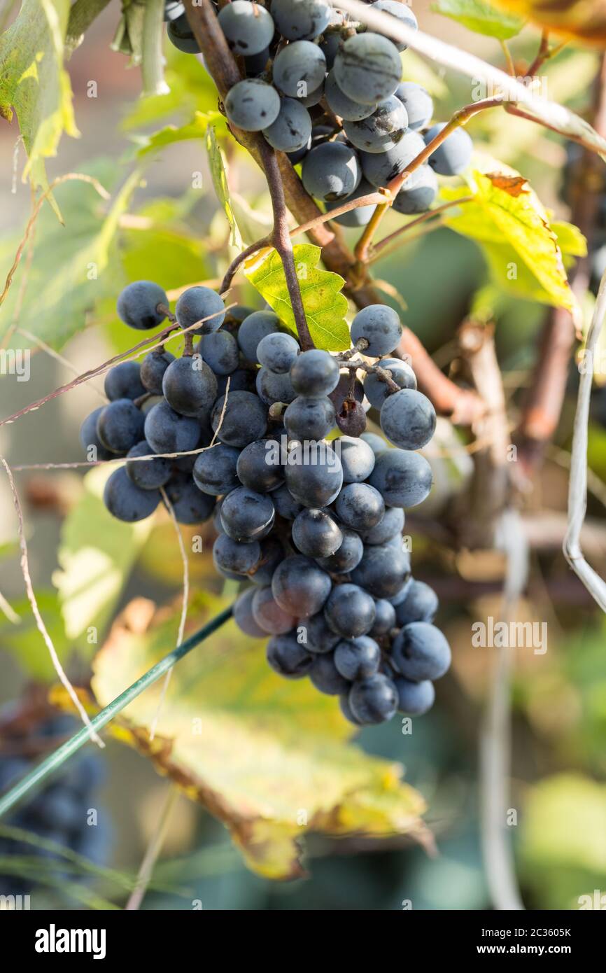 bunch of red grapes on the vine with green leaves Stock Photo - Alamy