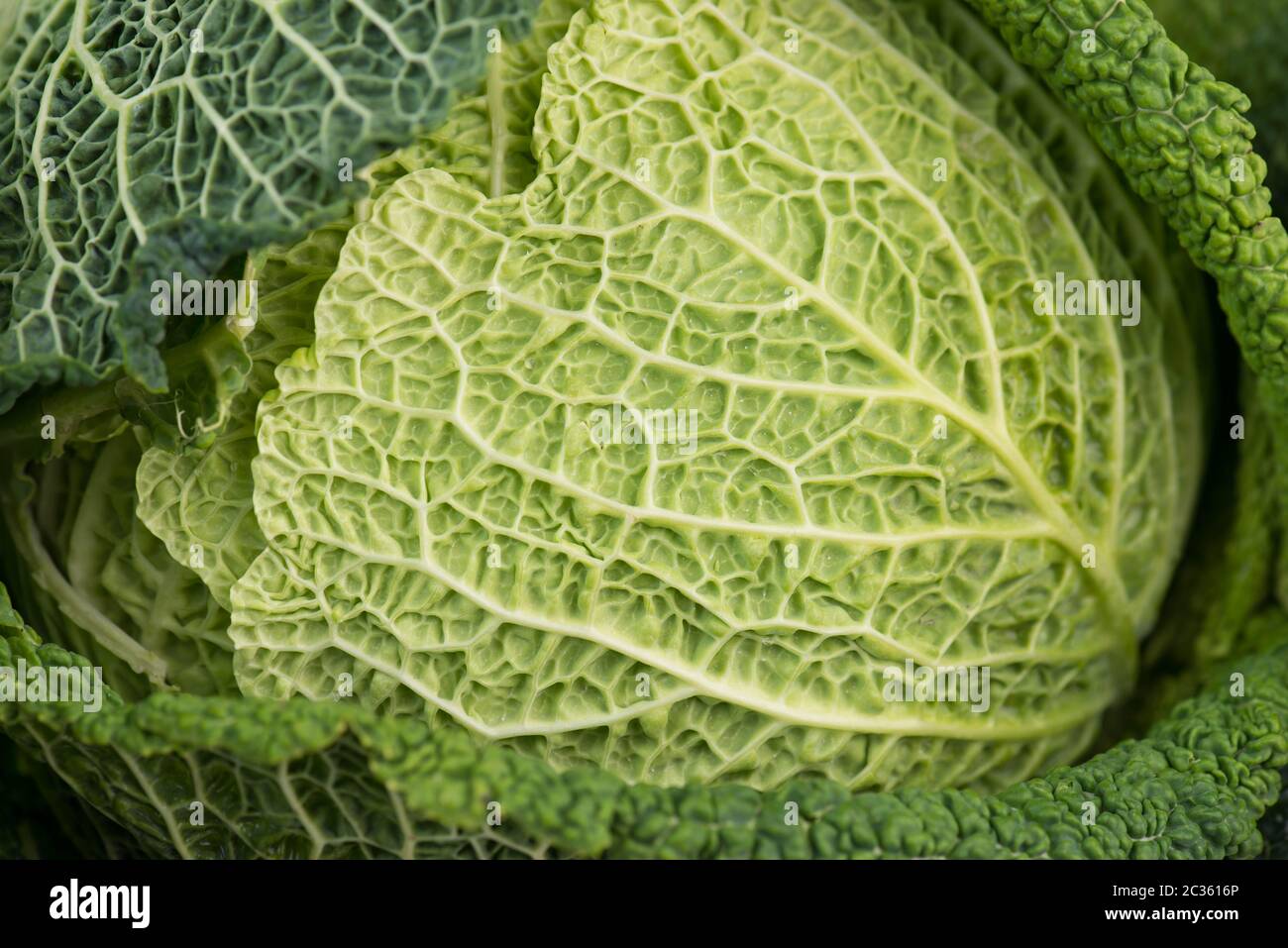 Green savoy cabbage Stock Photo - Alamy
