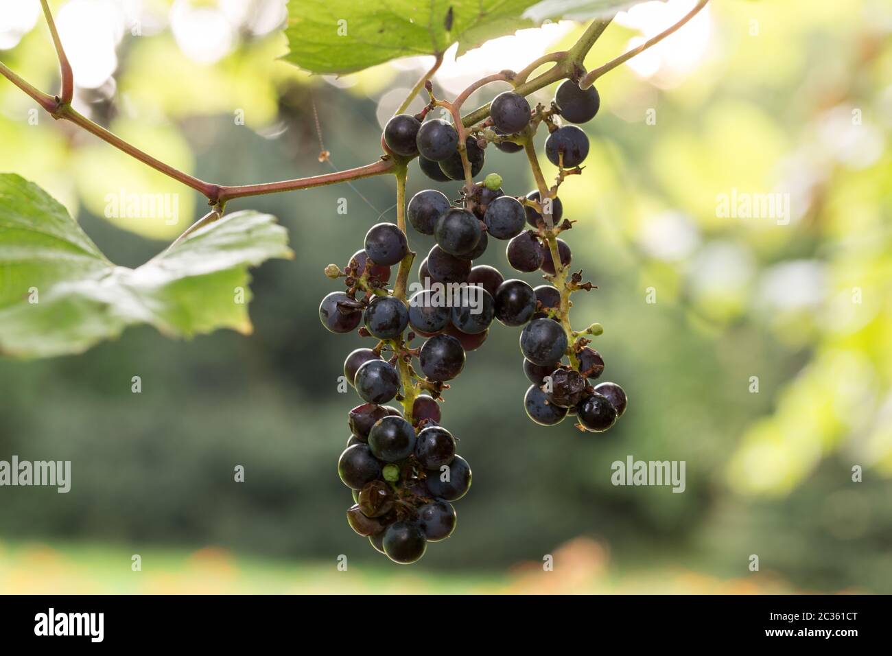 bunch of red grapes on the vine with green leaves Stock Photo - Alamy