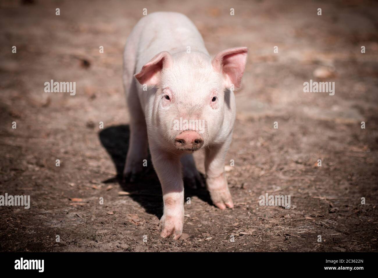 The little pig is looking at camera, pig breeding concept. Stock Photo