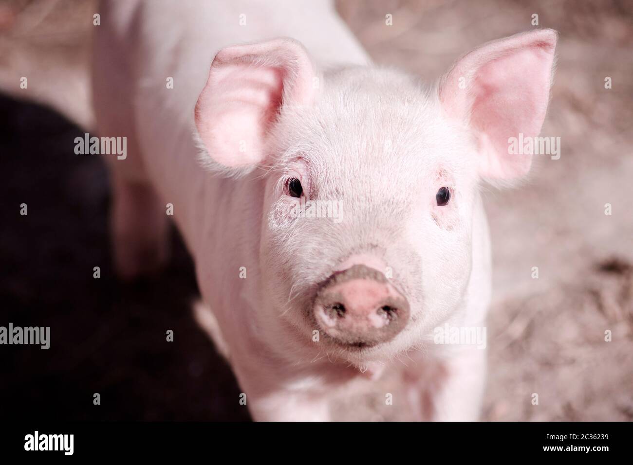 The cute little pig is looking at camera. Stock Photo
