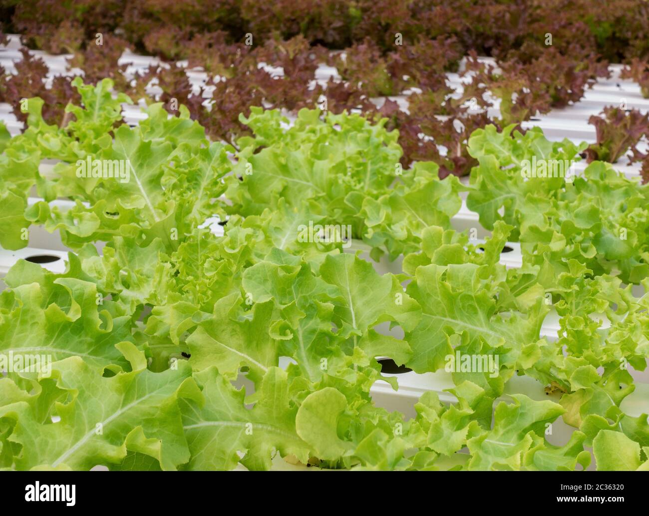 Organic green lettuce growing in hydroponics system with nutrients