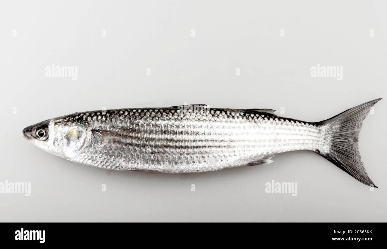 Close-Up Of Golden Grey Mullet Isolated On White Stock Photo