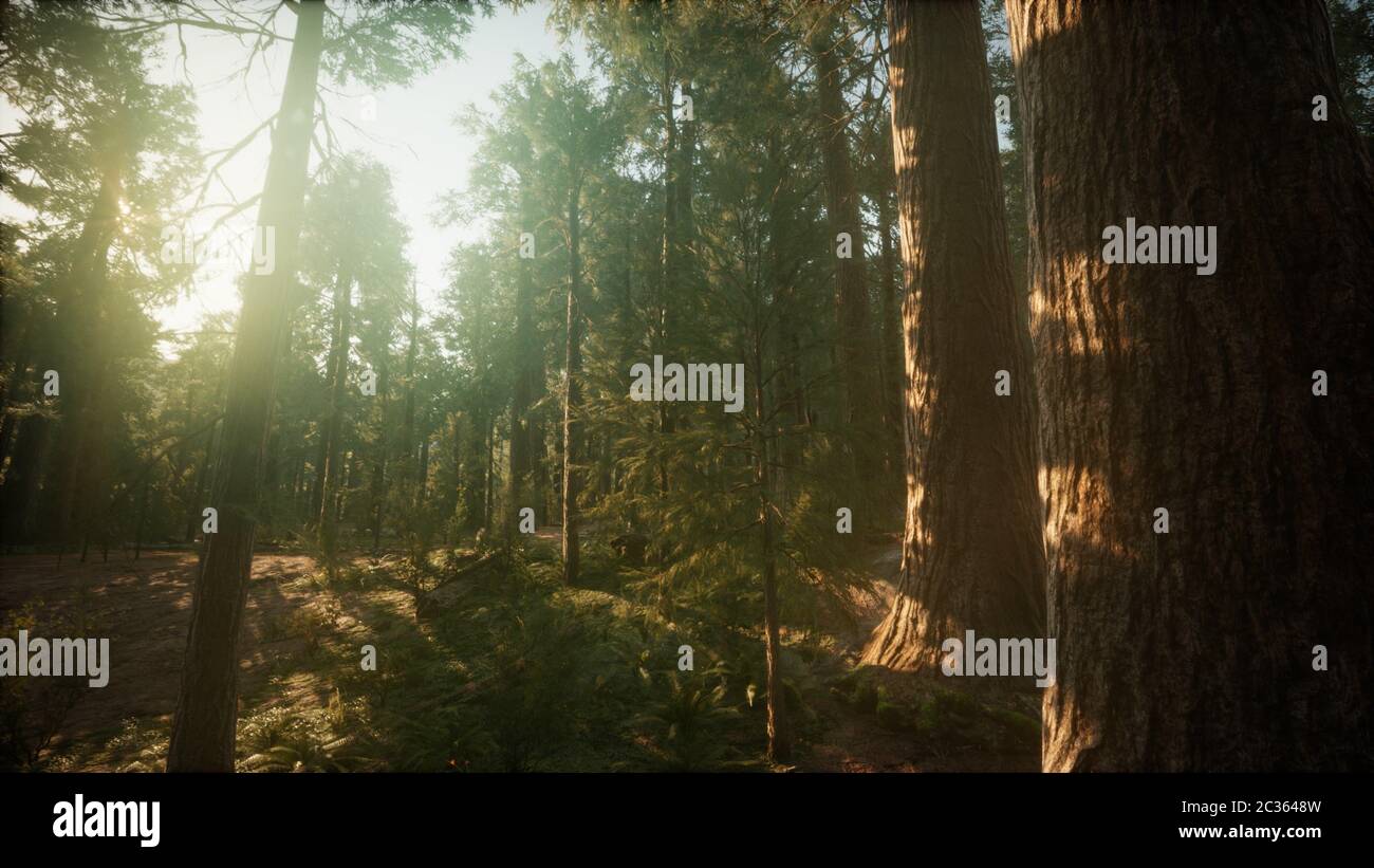 Redwood Forest Foggy Sunset Scenery Stock Photo - Alamy