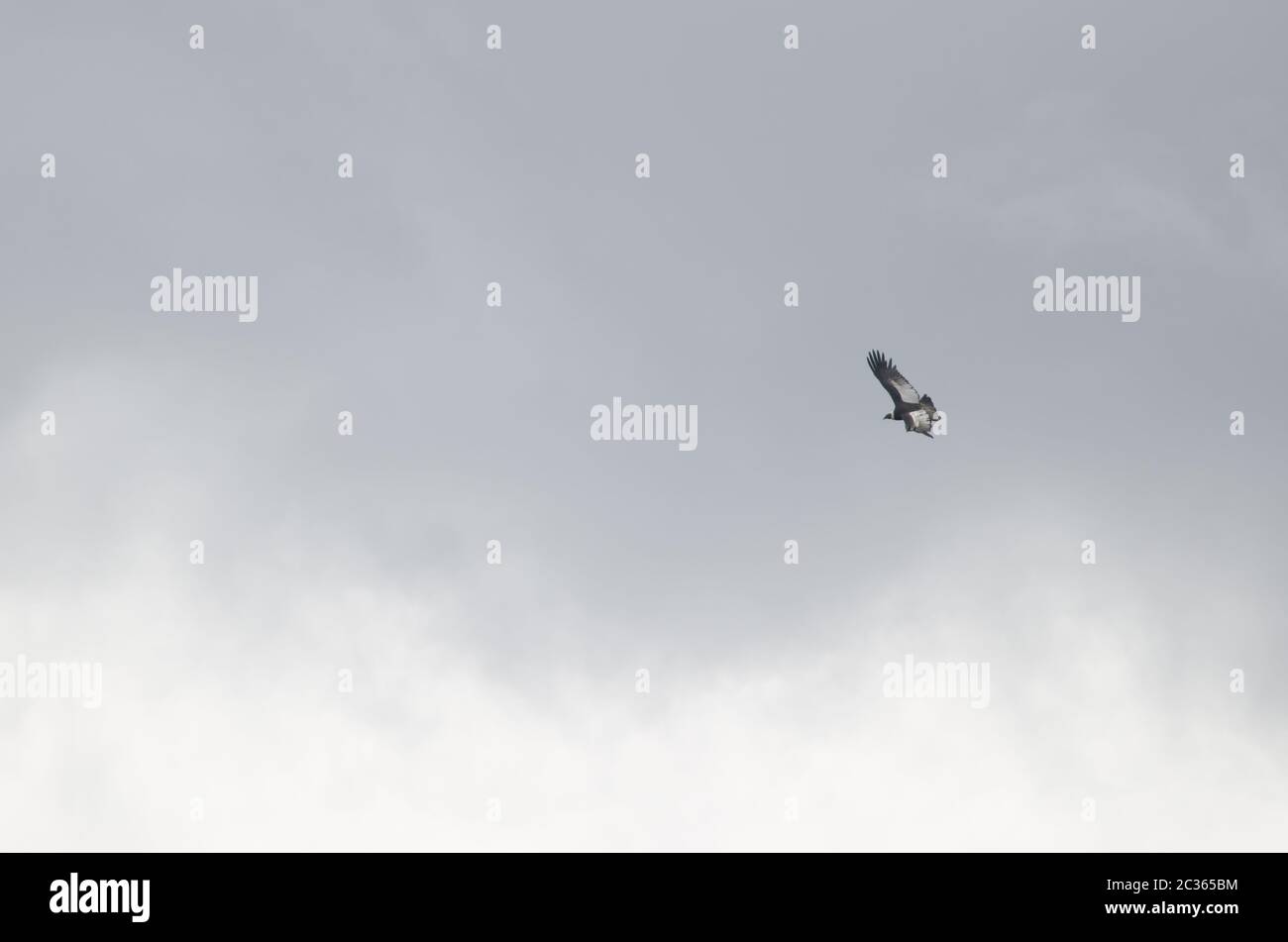 Peruvian chilean fauna hi-res stock photography and images - Alamy