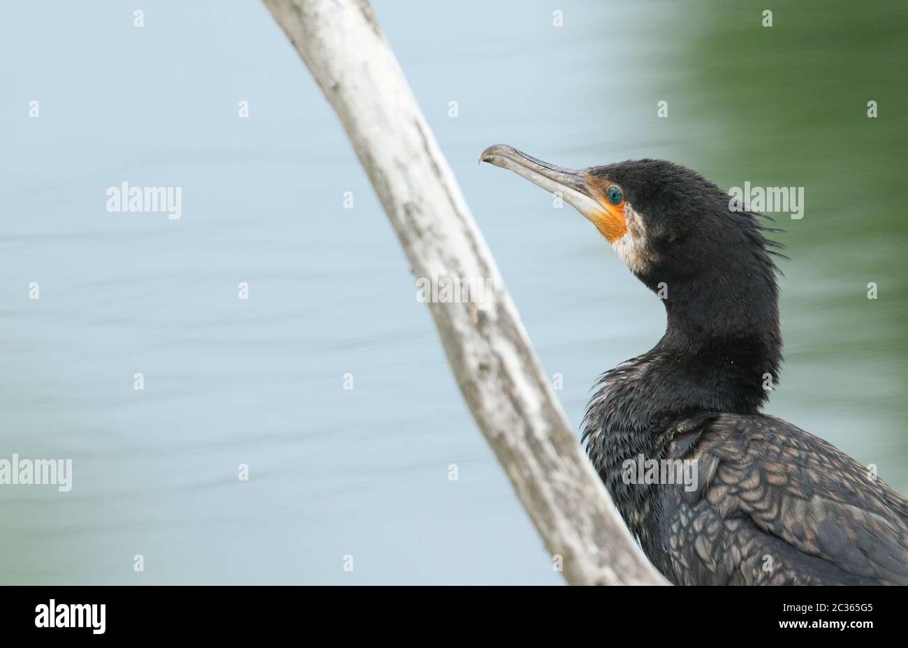 A head shot of a Cormorant, Phalacrocorax carbo, perching up a tree ...