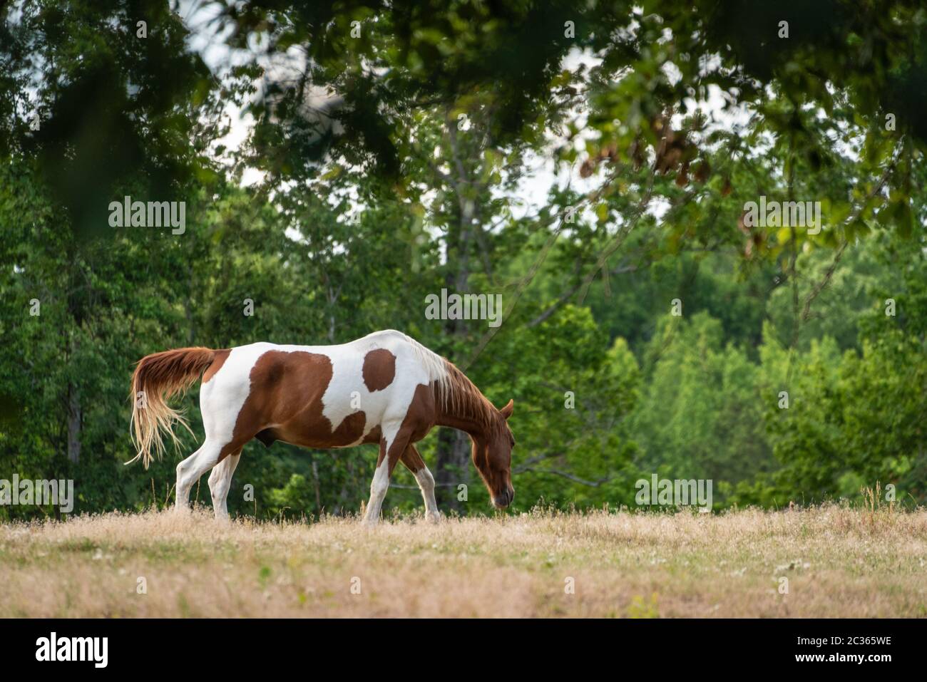 Beautiful brown and white pinto horse grazing in a field. (USA) Stock Photo