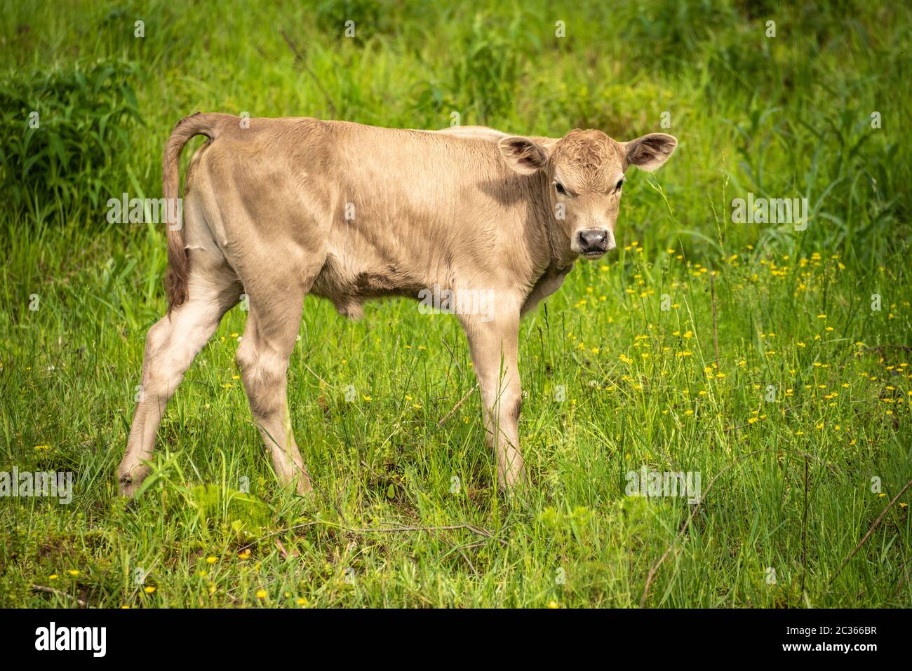 Tan calf in a field of tall grass in the foothills of Northeast Georgia's Blue Ridge Mountains. (USA) Stock Photo