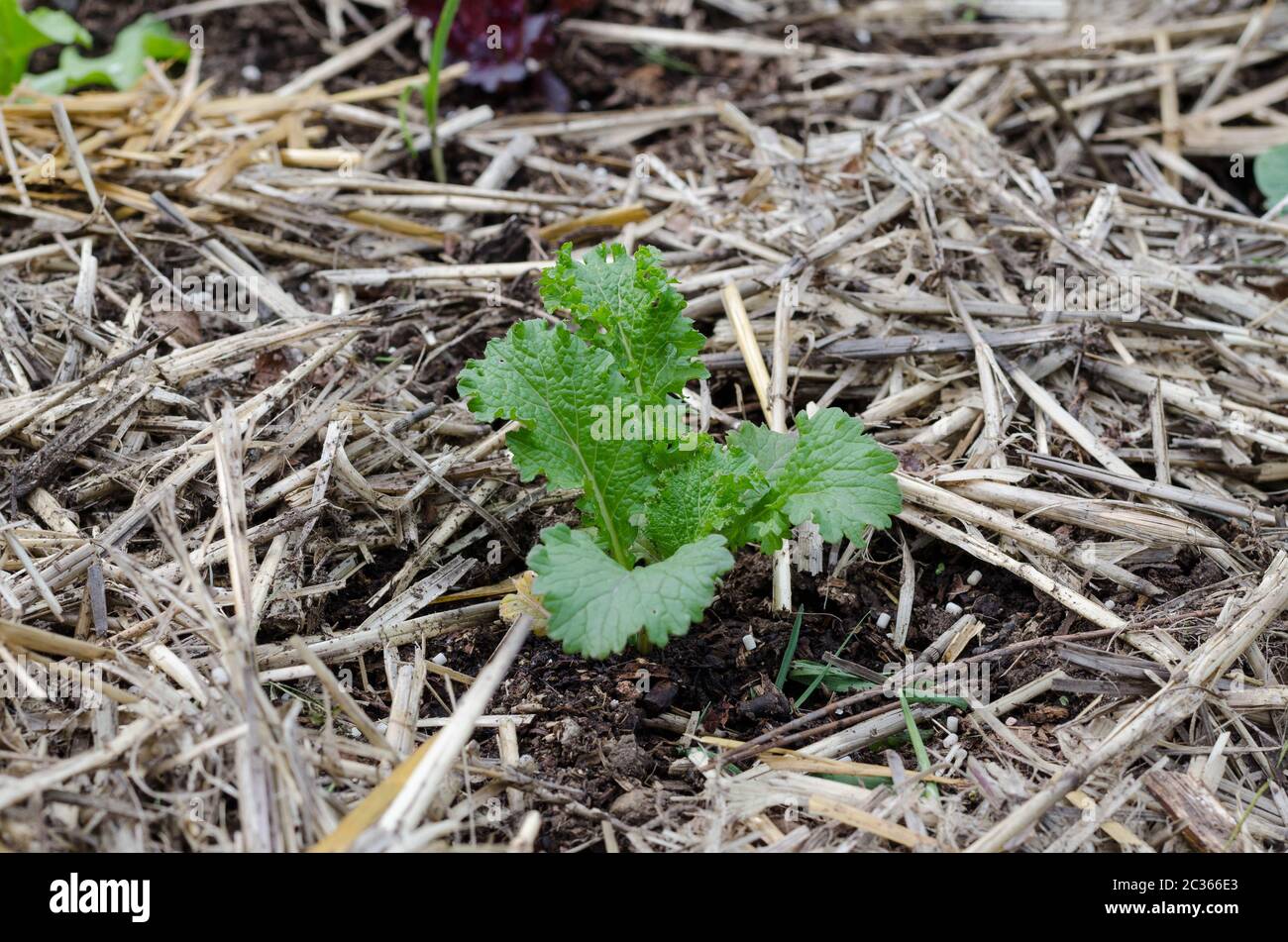 A young mustard plant in a mulched garden bed Stock Photo