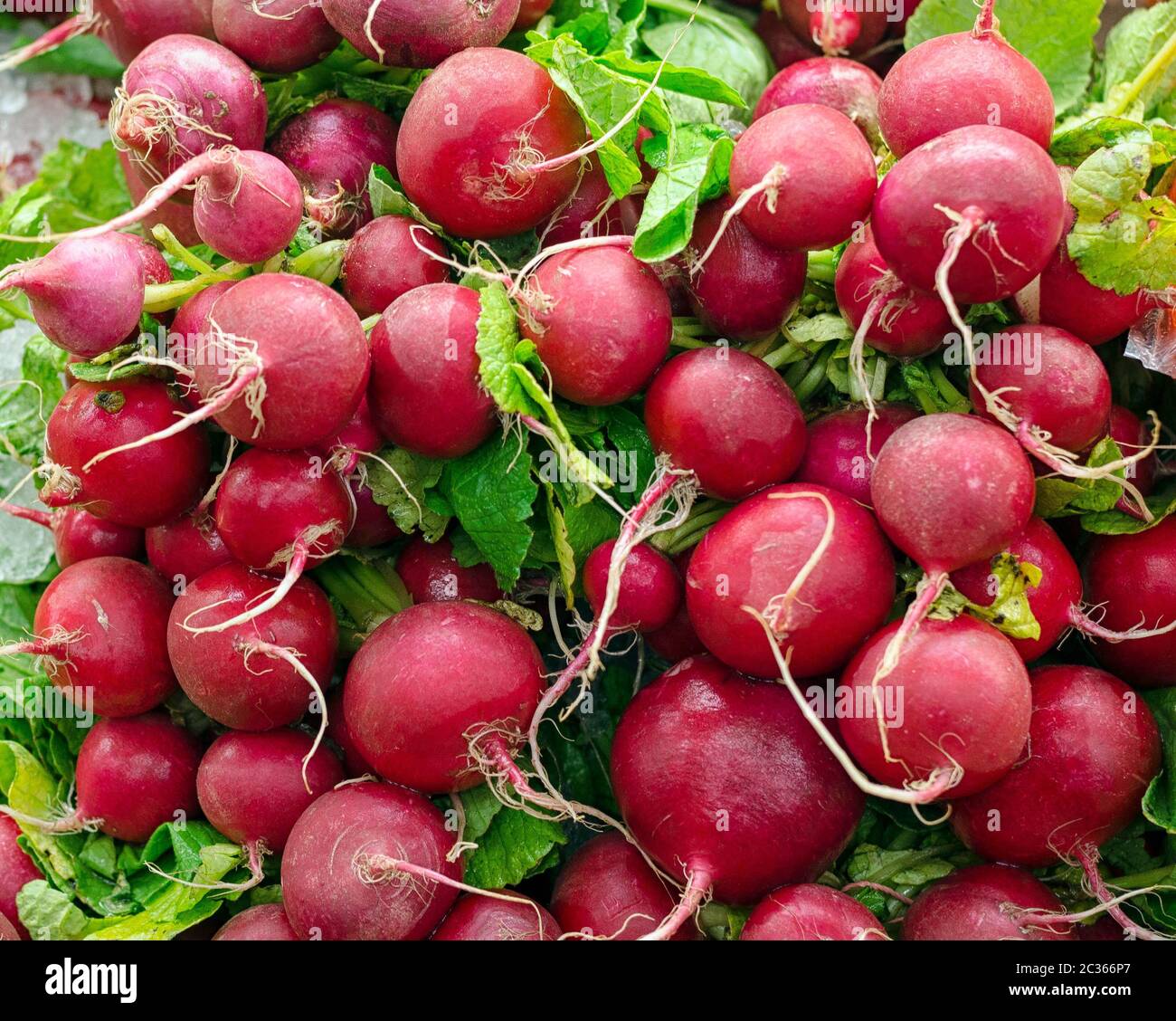A bunch of cherry belle radishes Stock Photo
