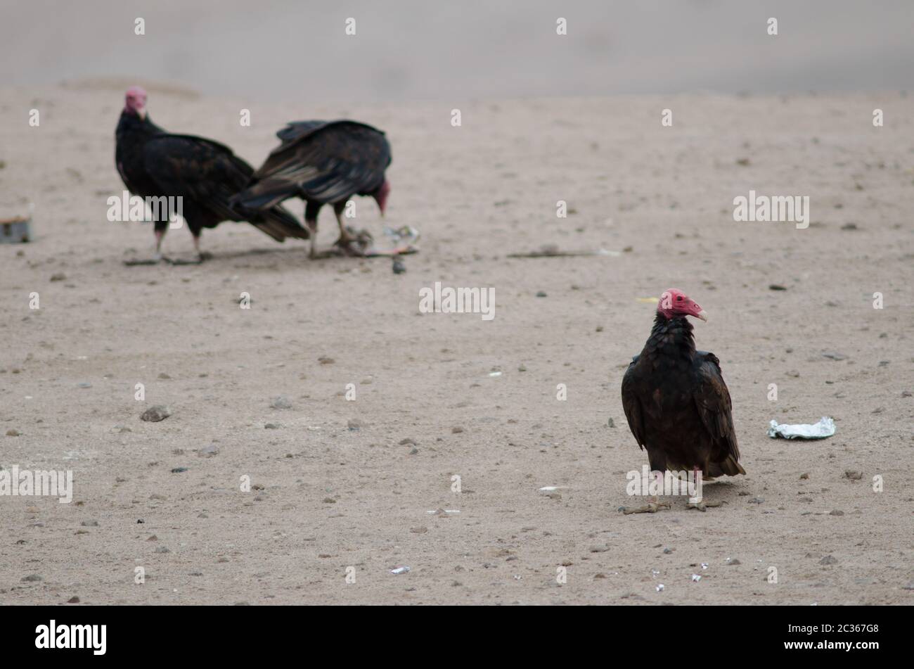 Turkey vultures Cathartes aura in the Lluta valley. Arica y Parinacota