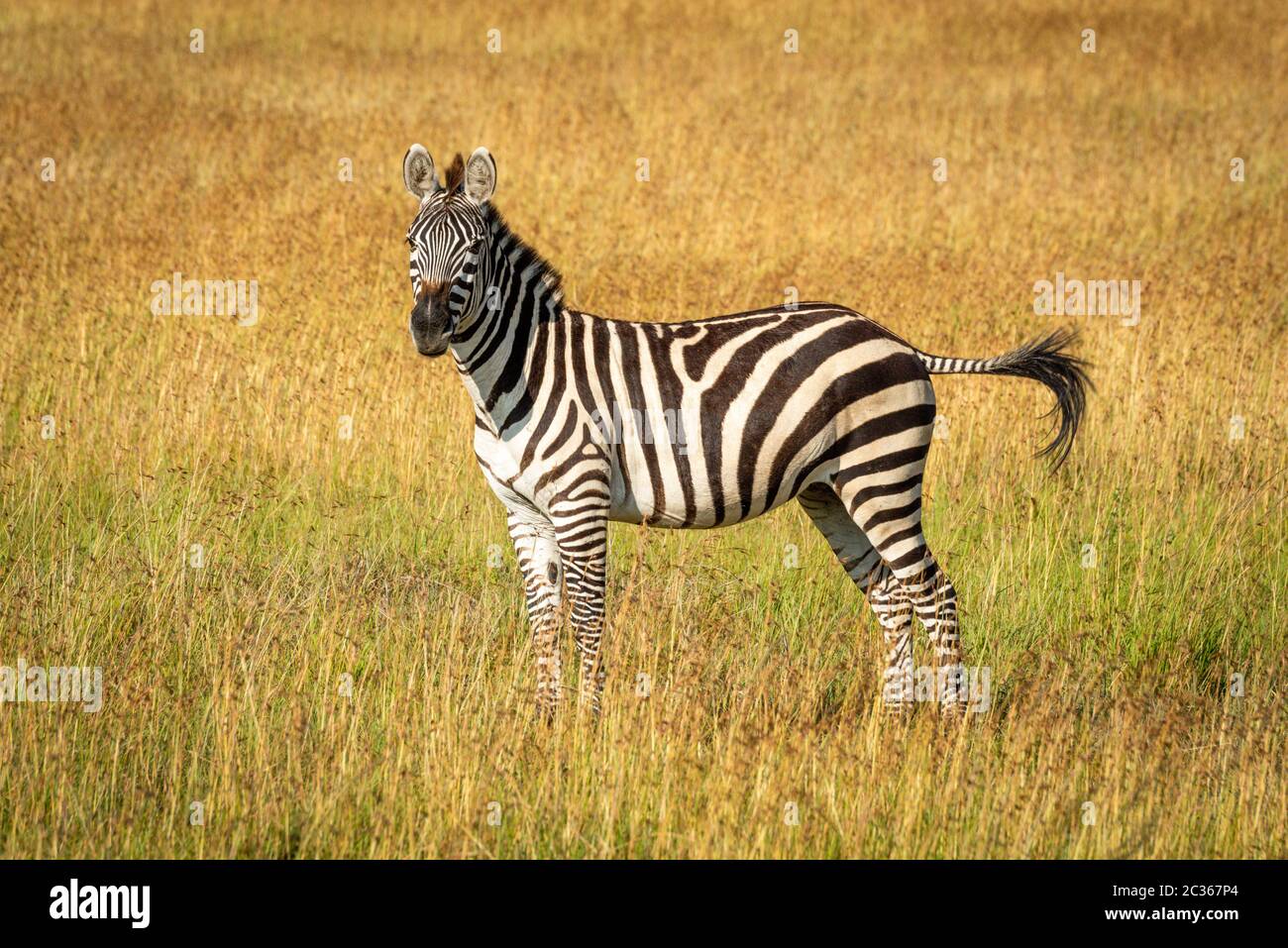 Plains zebra stands flicking tail in grass Stock Photo Alamy