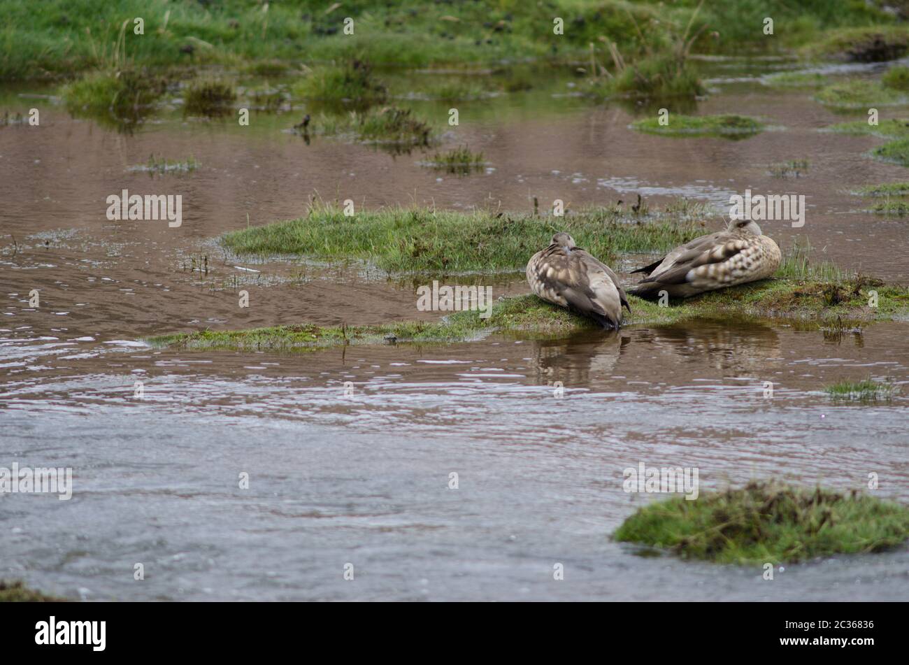 Andean crested ducks Lophonetta specularioides alticola resting. Lauca National Park. Arica y Parinacota Region. Chile. Stock Photo