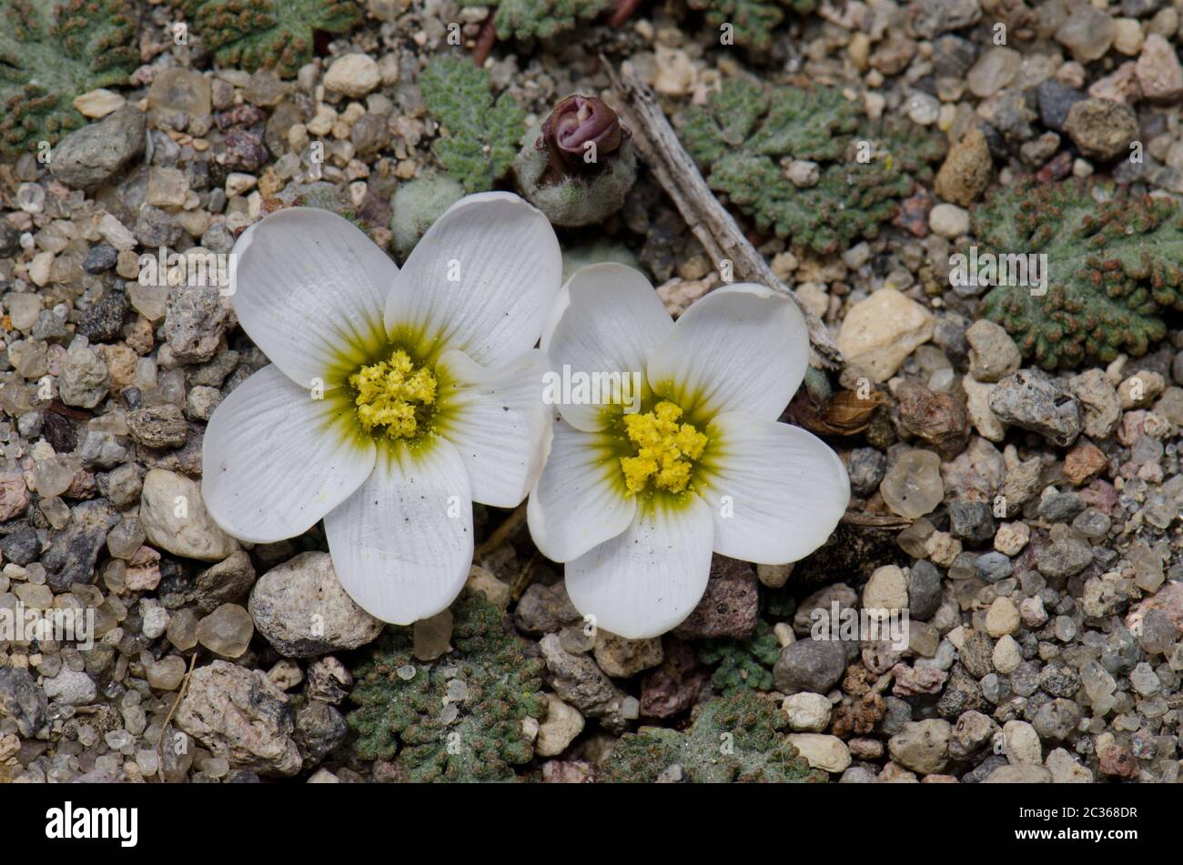 Plant Nototriche rugosa in flower. Lauca National Park. Arica y Parinacota Region. Chile. Stock Photo