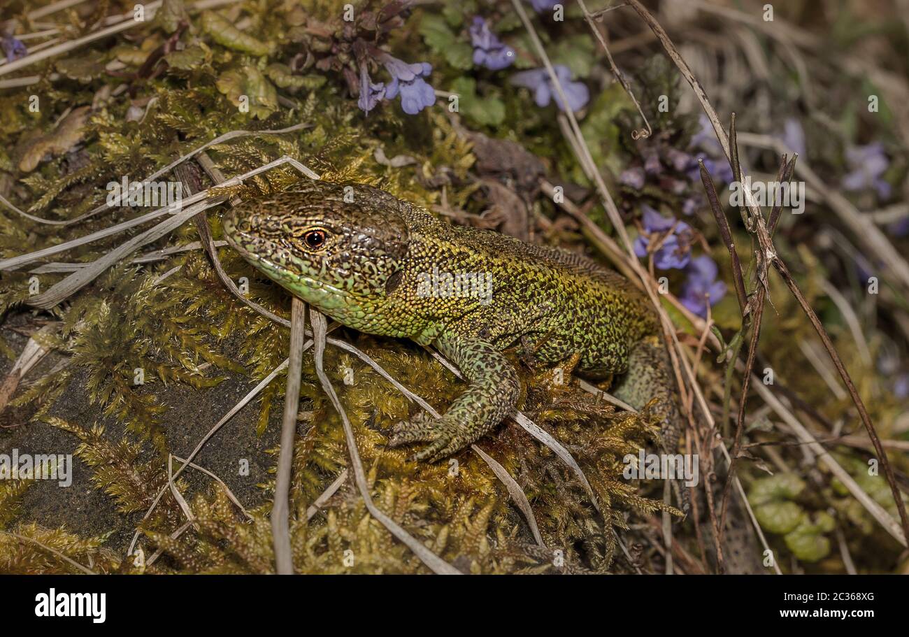 Sand lizard 'Lacerta agilis' Stock Photo - Alamy