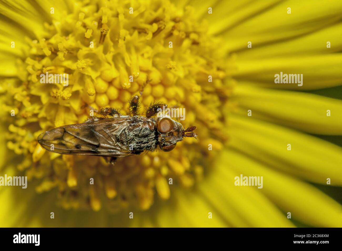 Fly 'Diptera spec Stock Photo