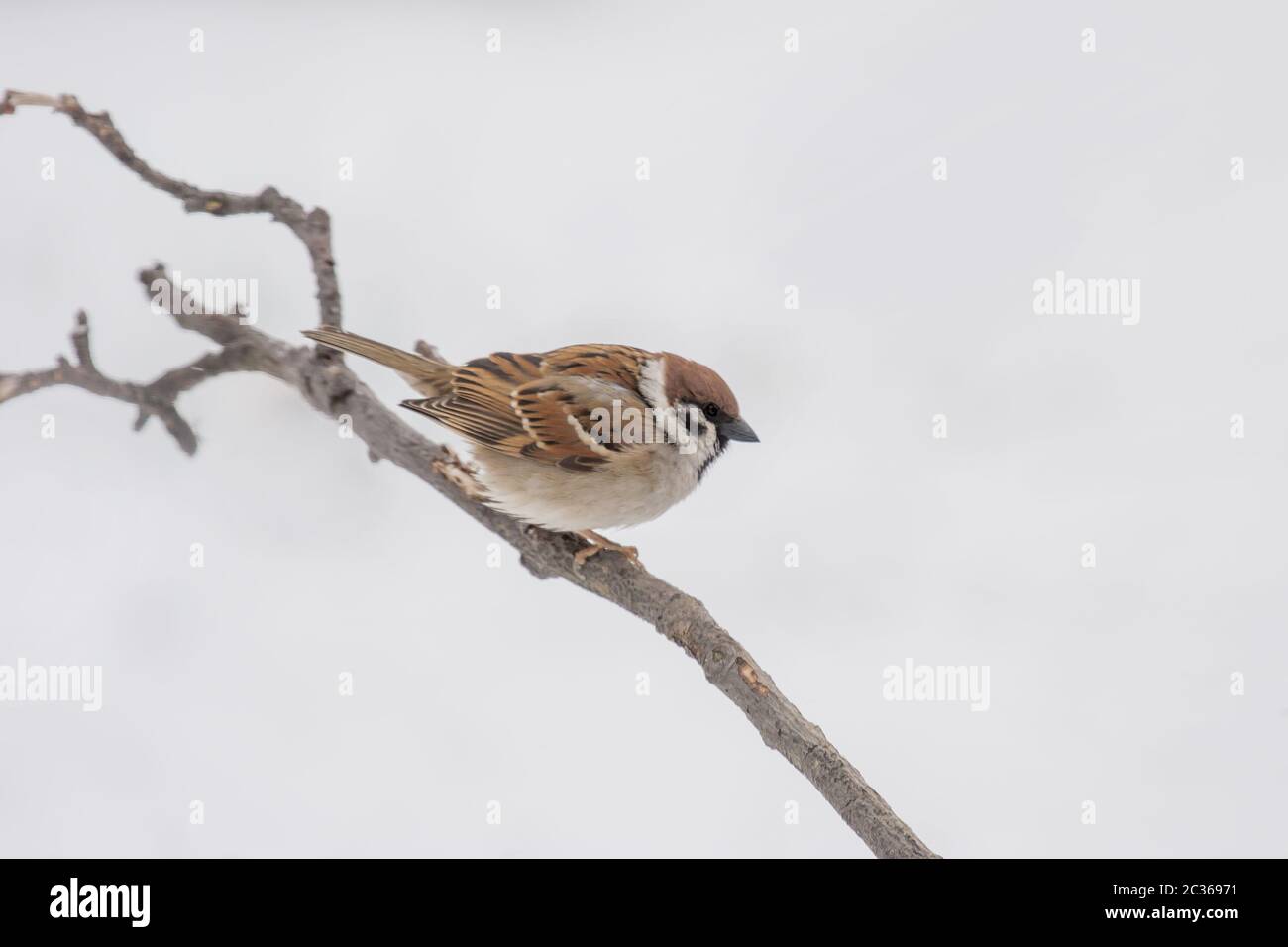 Tree Sparrow  'Passer montanus' Stock Photo