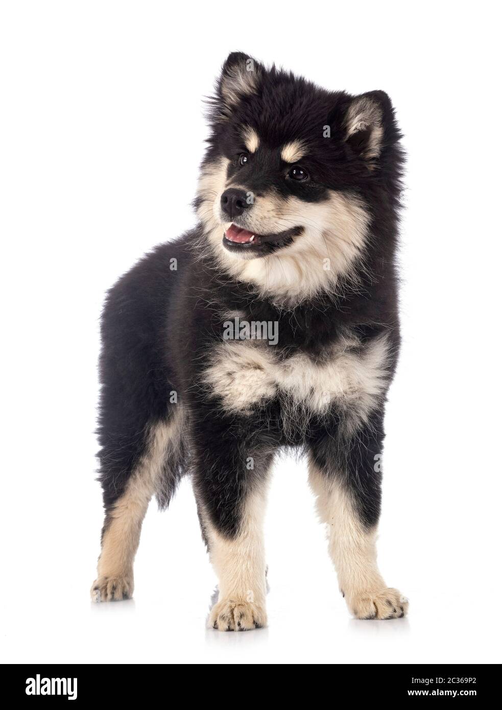 puppy Finnish Lapphund in front of white background Stock Photo - Alamy