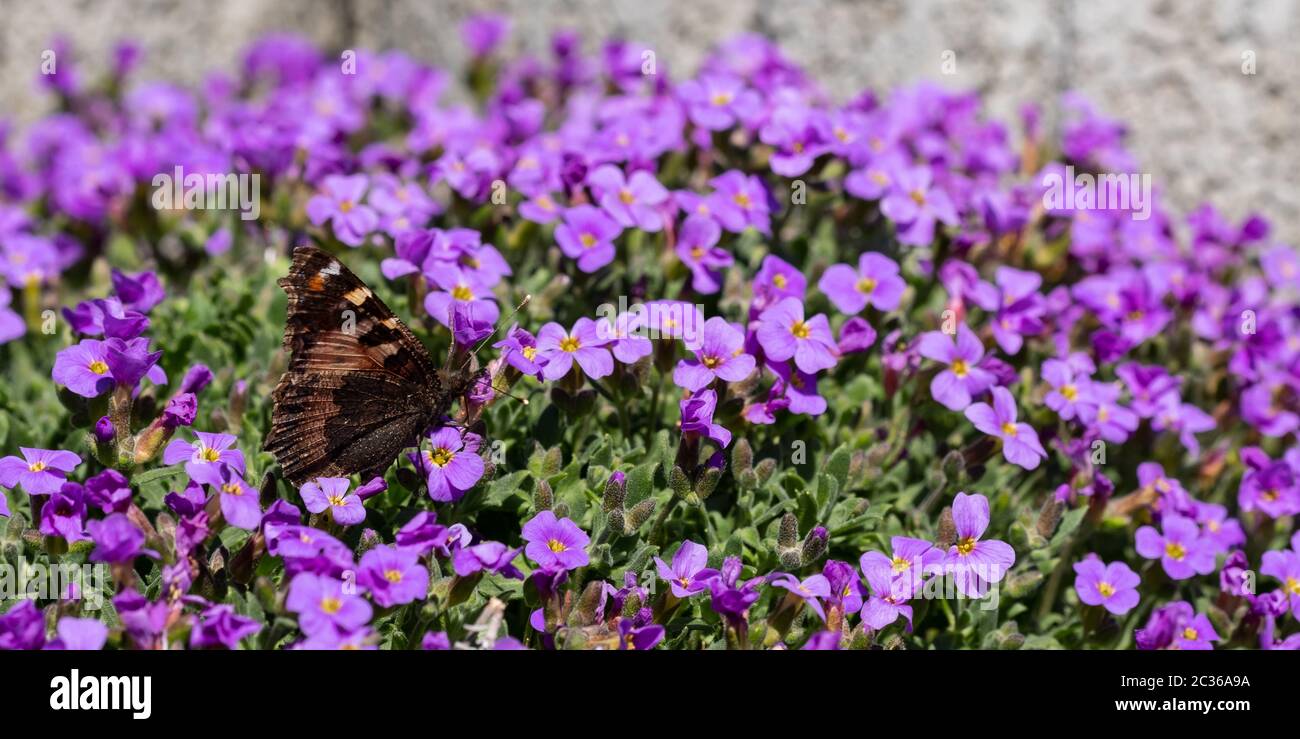 Butterfly small toroiseshell (Nymphalis urticae) on a violet blossom Stock Photo