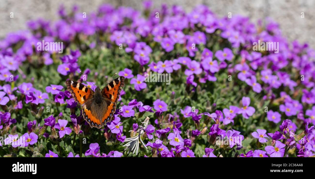 Butterfly small toroiseshell (Nymphalis urticae) on a violet flower Stock Photo