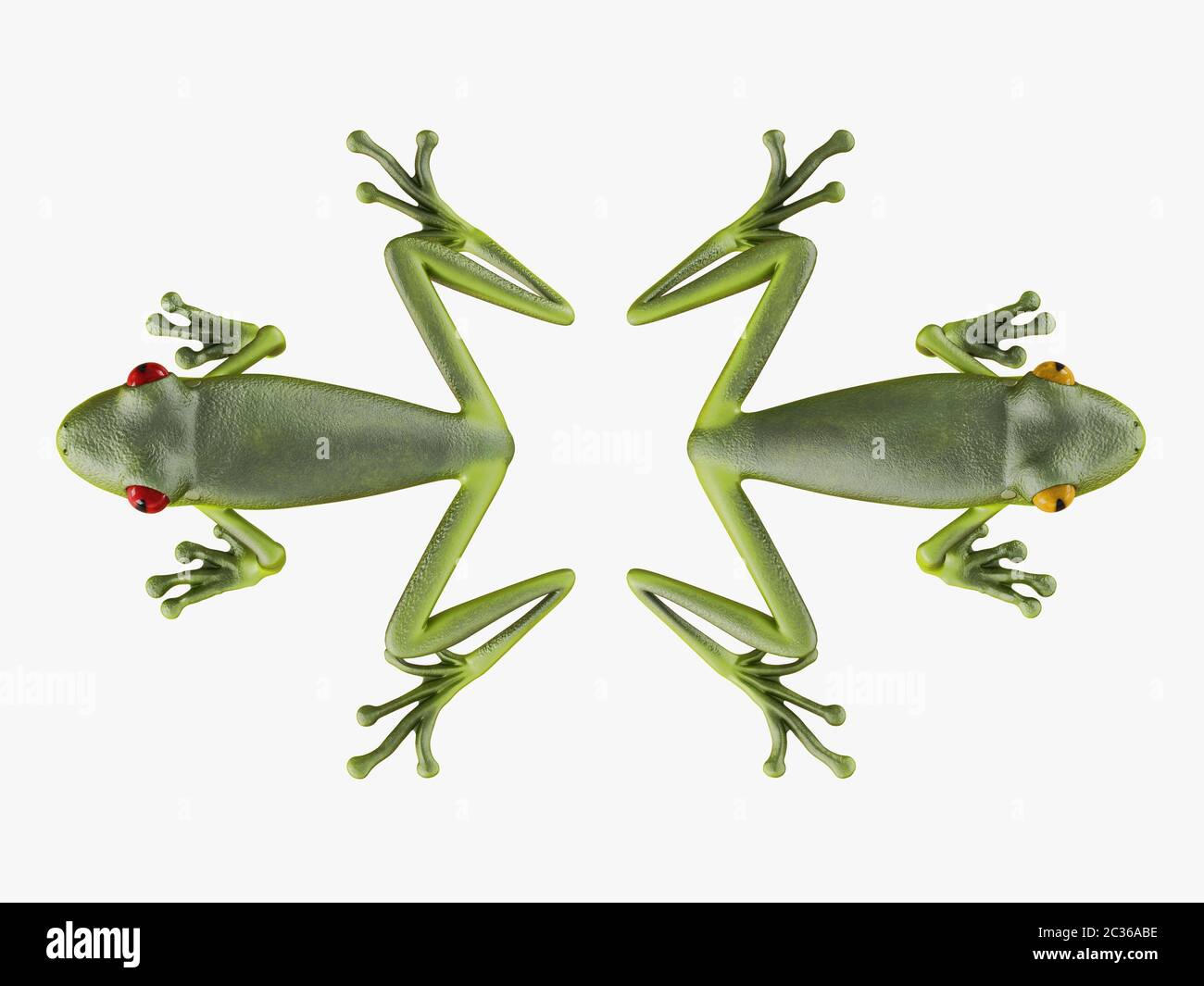 Two frogs turned away from each other on a white background 3d rendering Stock Photo
