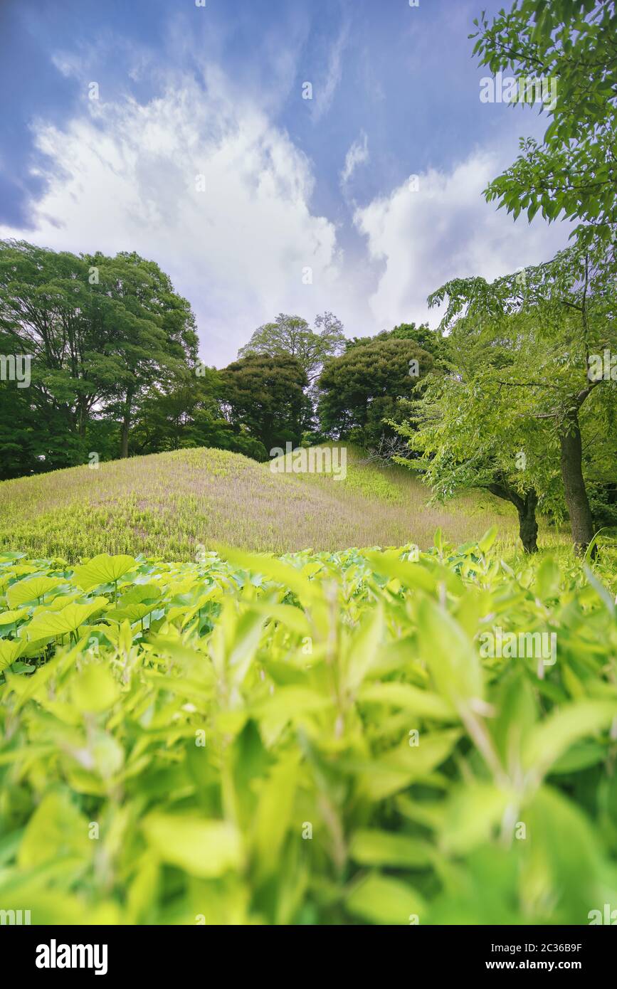 Japanese Stall filled with lotus of Koishikawa Korakuen Park in Tokyo. Stock Photo