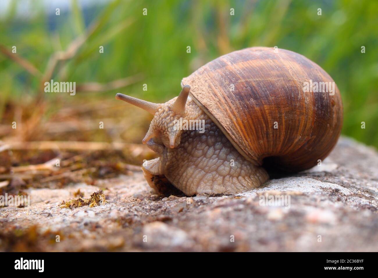 roman snail close-up Stock Photo