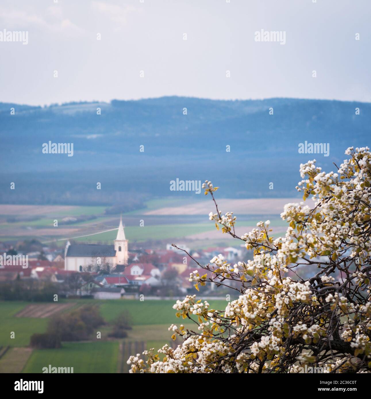 Village of Schützen in Burgenland with blooming tree in spring Stock Photo