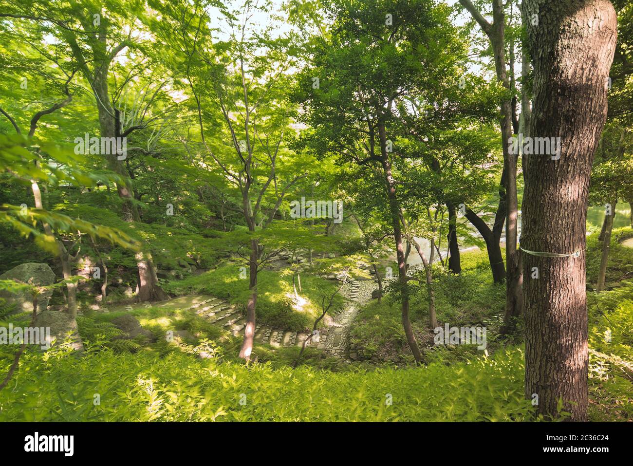 Paths in winding stone stairs in the Japanese forest full of pines, maples and cherry trees. Stock Photo