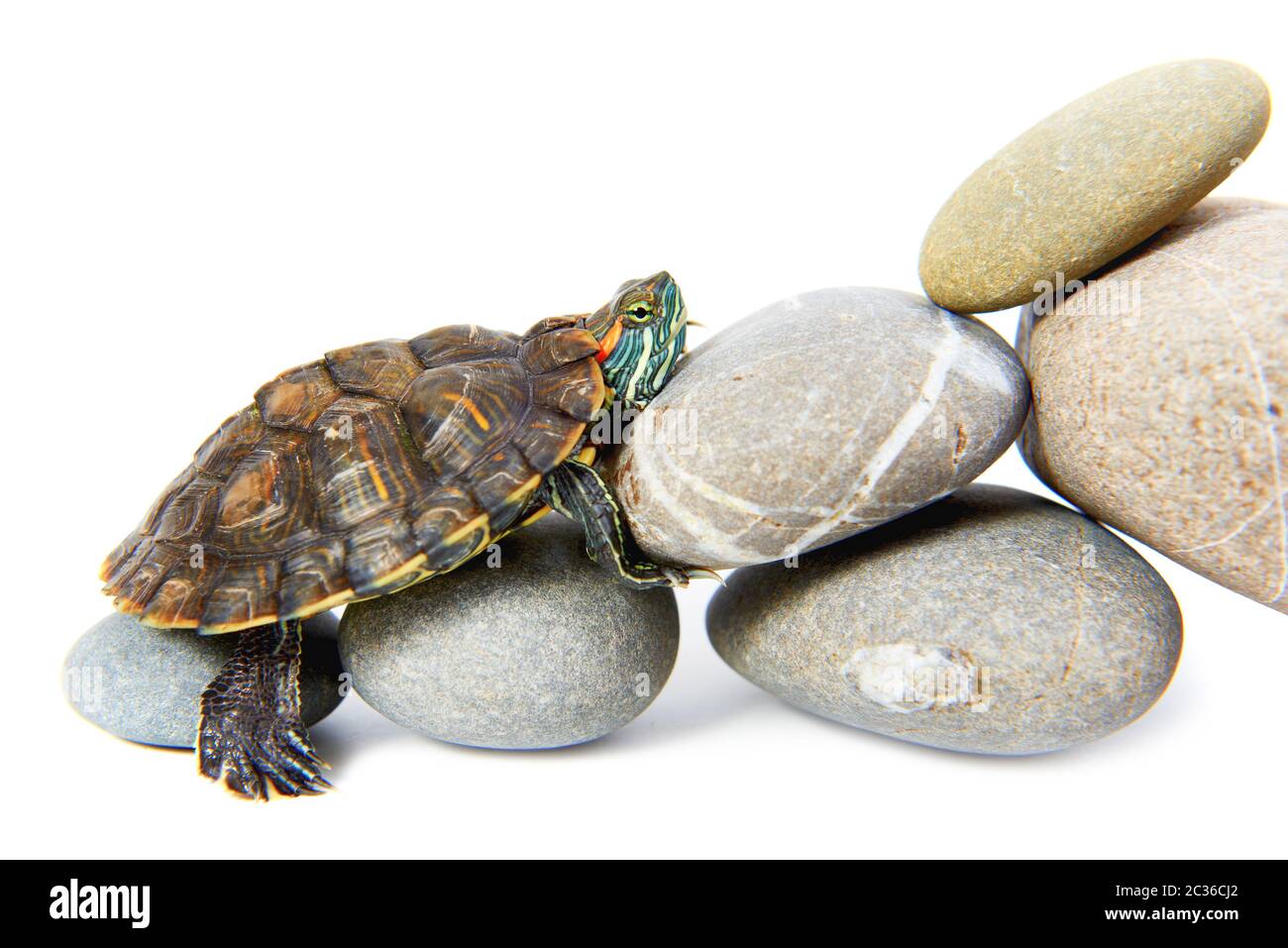 Closeup aquatic turtle climbing hi-res stock photography and images - Alamy