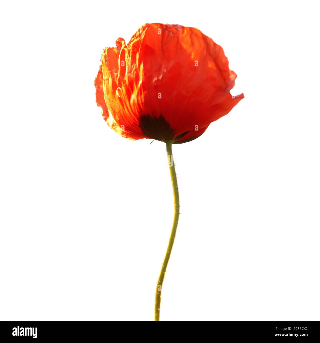 Scarlet poppy Cut Out Stock Images & Pictures - Alamy