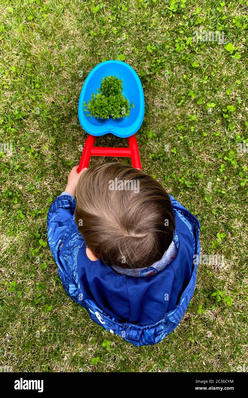 Young boy walking with barrow wheel trolley in the farm. Healthy bio food concept. Leisure activity for family with kids Stock Photo