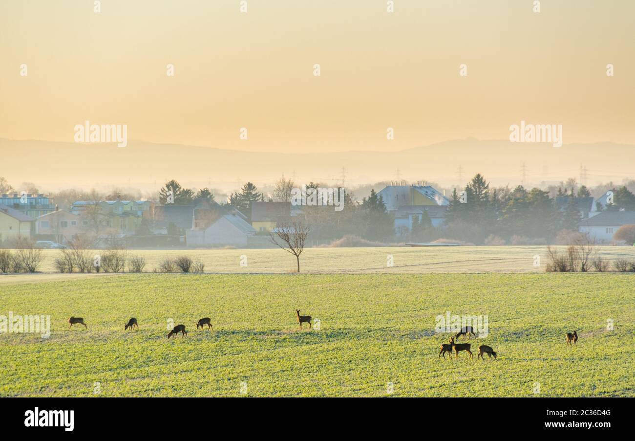 Deers on a meadow in front of a village Stock Photo